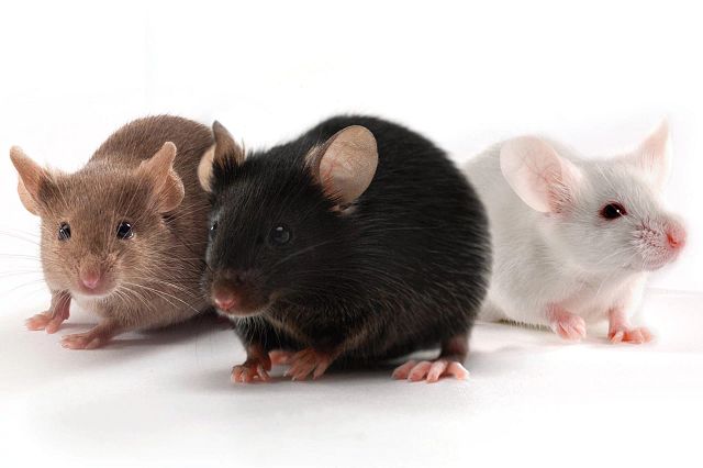 Laboratory Mice