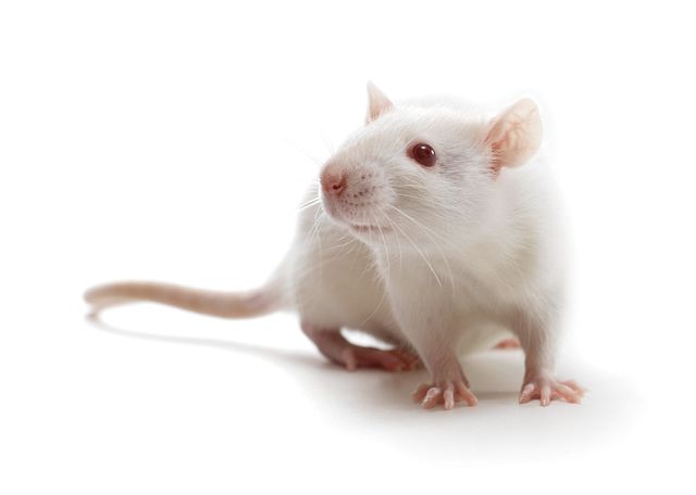 Laboratory Rats Research